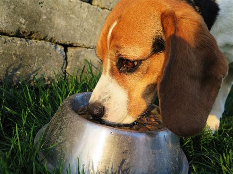 Understanding the Dog Food Types