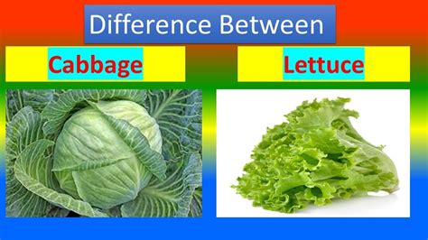 Difference between Cabbage and Lettuce - YouTube