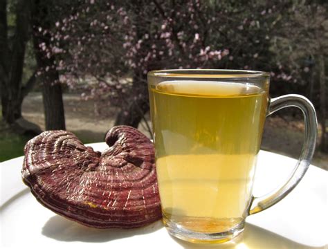 Top health benefits of Reishi mushroom | HB times