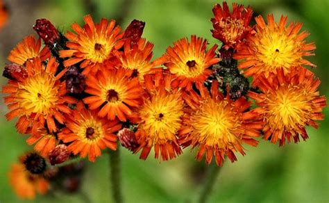 Fox and Cubs | I know this plant as Orange Hawkweed. It is i… | Flickr