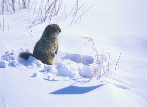 As the Arctic warms, arctic ground squirrels changing hibernation patterns – The NAU Review