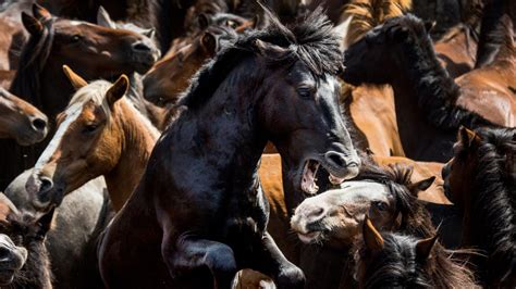 Our Favorite Finalists from Smithsonian’s Annual Photo Contest ...