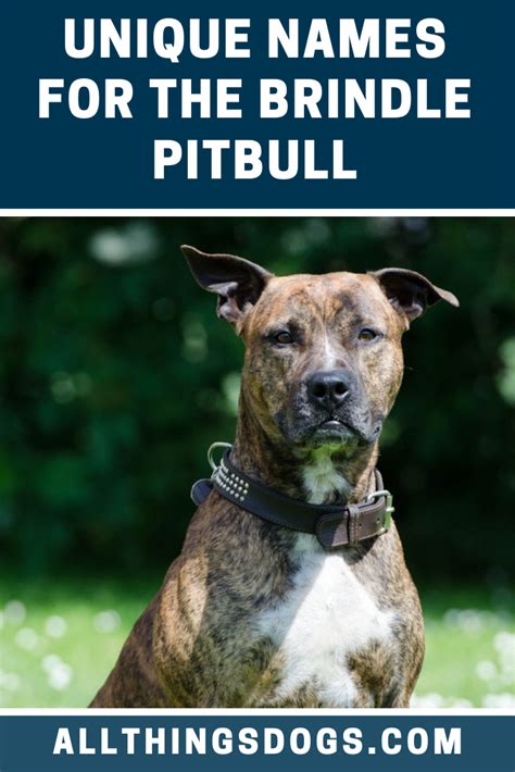 Pin on Pitbull Dog Breeds