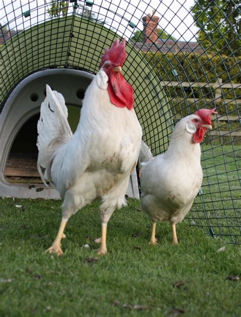 Breed Savers: The Chantecler - Canada's Chicken Breed