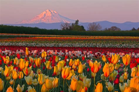 2024 Wooden Shoe Tulip Festival | 40 Acres of Flowers, Sunrise Balloon Flights, Wine Tasting ...