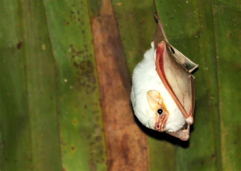 23 Honduran White Bat Facts: Living Marshmallows | Everywhere Wild