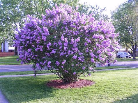 Lilac Tree | Lilac tree, Lilac bushes, Garden flowers perennials