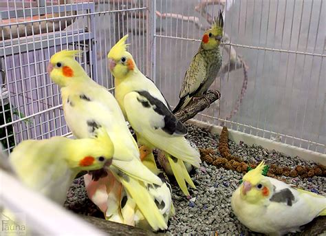 PARROTS IN INDIA: COCKATIEL