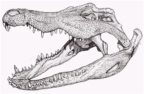 finally finished! crocodile skull study | Animal skull drawing ...