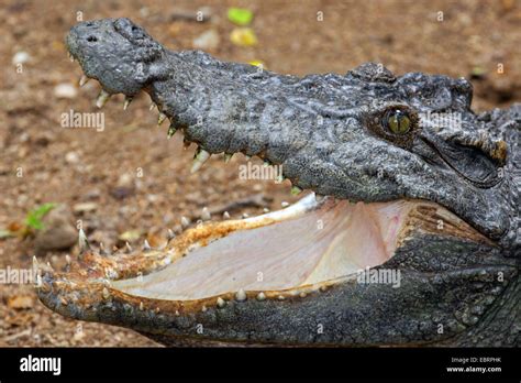 Siamese crocodile (Crocodylus siamensis), portrait with mouth open, Thailand, Chiang Mai Stock ...