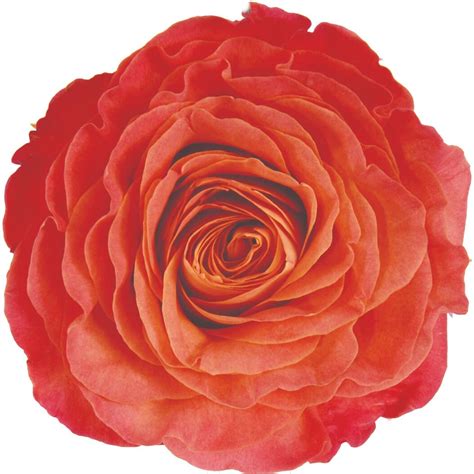 Sunset Roses - Garden Roses Direct