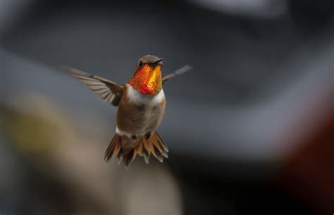 Hovering hummingbird : r/pics