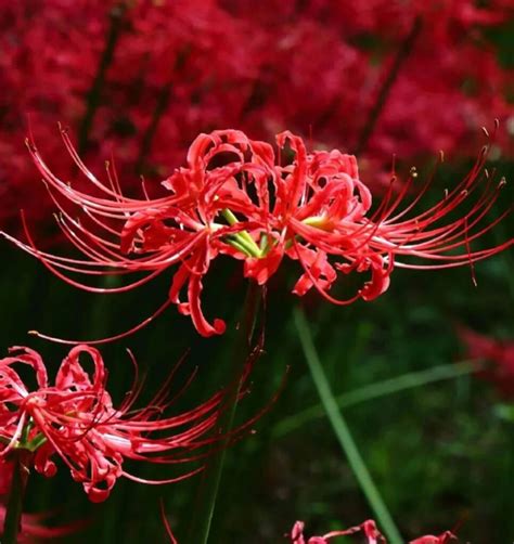 What Is The Japanese Death Flower? | Interesting Facts About The Red ...