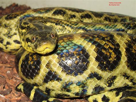 Yellow Anaconda Cool Snakes, Colorful Snakes, Snake Breeds, All About ...