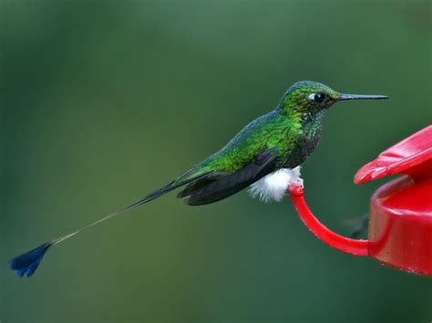 Sunday Snapshots: Peruvian hummingbirds