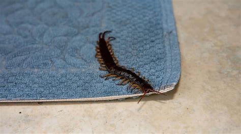 What Attracts Centipedes? 7 Reasons They Love Your Home