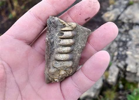 Norilsk resident found ancient mollusks fossils