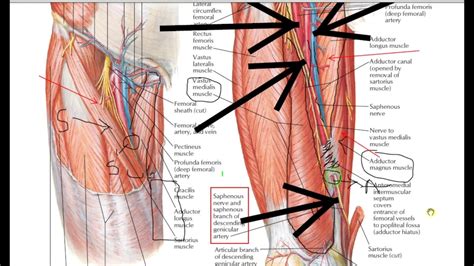 Adductor Canal Anatomy - Anatomical Charts & Posters