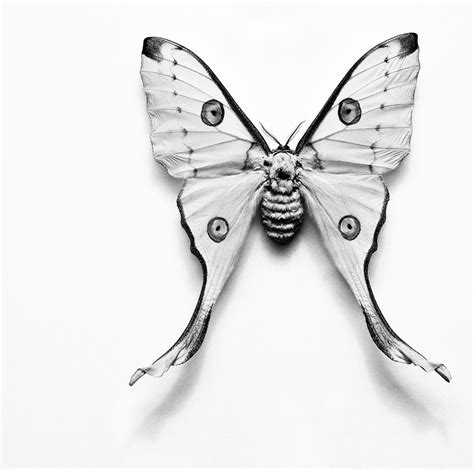 Luna Moth Black And White Photograph by Jeff Presnail / Getty Images - Fine Art America