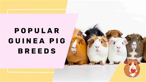 Popular Guinea Pig Breeds - Cavy Love