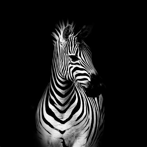 Zebra Contrast by RetroFuzz on DeviantArt