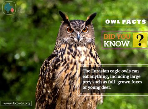 #Birdfacts #Didyouknow The Eurasian eagle-owl can eat anything, including large prey such as ...