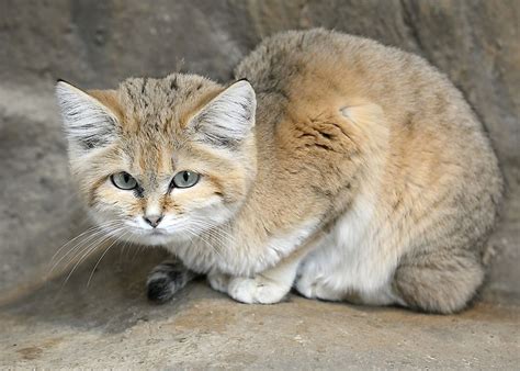 The Six Species Of Cats Of The Felis Genus - WorldAtlas