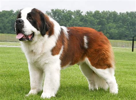 Cute Dogs|Pets: Biggest Saint Bernard Dogs