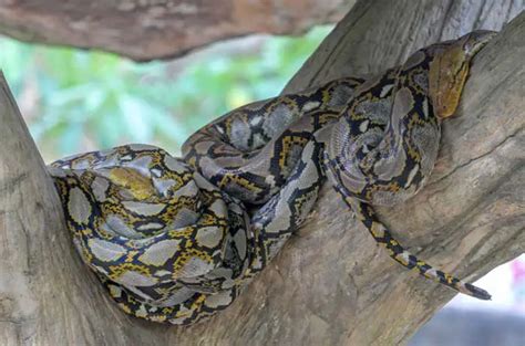 Reticulated Python: Care, Size, Temperament & Breeding - AZ Reptiles