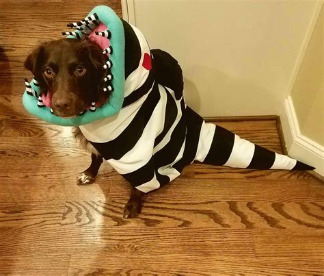 Our little guy was a sandworm to go with our 'Beetlejuice' theme this year | Dog halloween ...