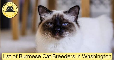 Burmese Cat Breeders Washington | Kittens & Cats for Sale