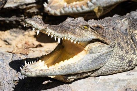 Crocodile Teeth Stock Photos, Images and Backgrounds for Free Download