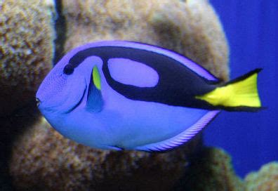 Regal Tang - Fishes World - HD Images & Free Photos