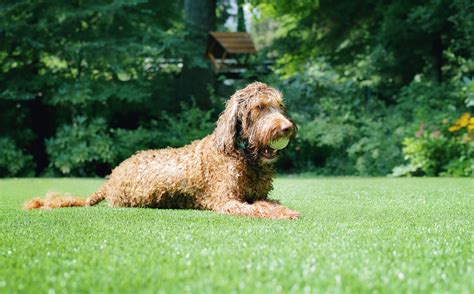 Is Artificial Grass Safe For Dogs and Pets? - Nomow Blog