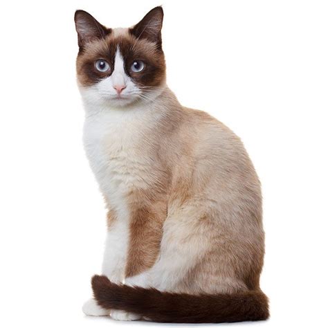 Snowshoe Cat Breed Information | Temperament & Health Kittens Cutest ...