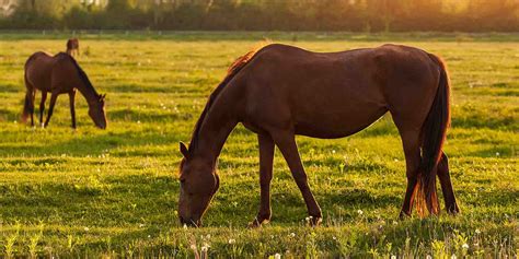 What Makes Ocala the Horse Capital of the World?