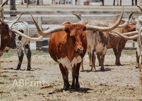 Fort Worth Cattle Drive Longhorn Photography Print fine Art, Wall Art, Travel Photography, Wall ...