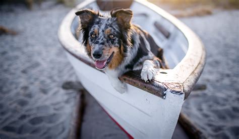 boat, Dog, Animals Wallpapers HD / Desktop and Mobile Backgrounds