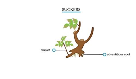 BIOLOGY Form 3 Topic 6 - School Base-Online