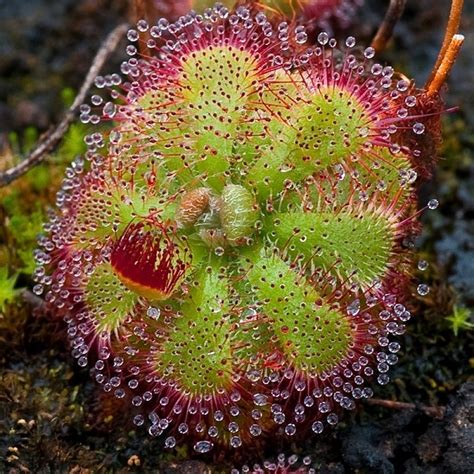 5 Carnivorous Plants You Wouldn't Want To Mess With