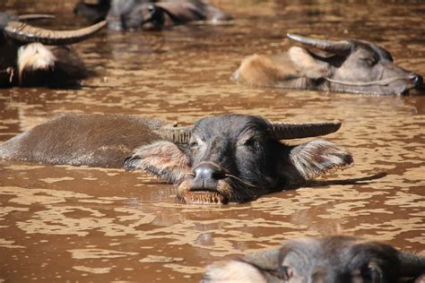 40 Water Buffalo Facts About The Living Tractors Of The East | Facts.net