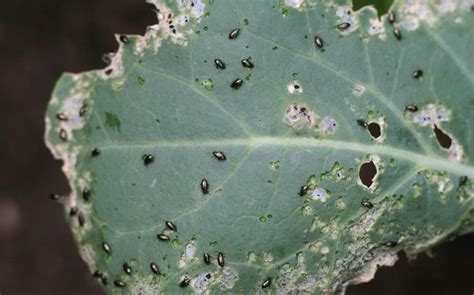 Collard greens | Diseases and Pests, Description, Uses, Propagation