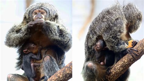 Meet our New Baby Saki Monkey - Elmwood Park Zoo