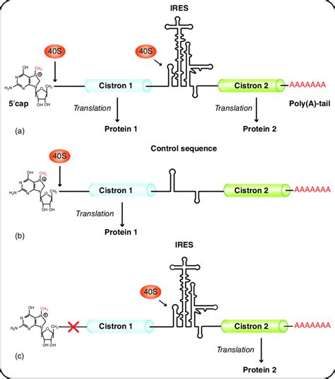 A scheme of the bicistronic construct assay. (a, b) In bicistronic... | Download Scientific Diagram