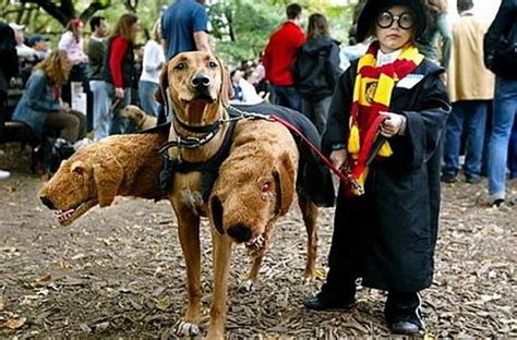 Dog Costumes Inspired by Movies