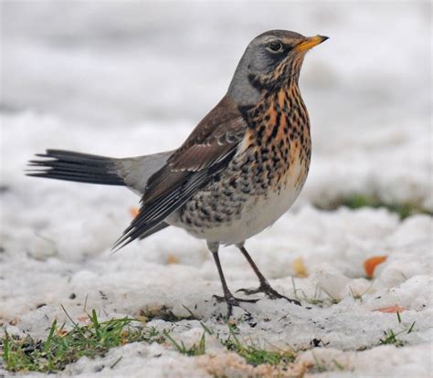 Fieldfare (Turdus pilaris) | Pet birds, Beautiful birds, Wild birds