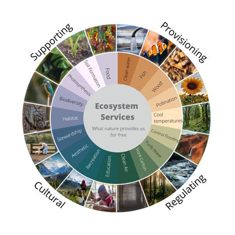 Ecosystem Services | Biology | Visionlearning