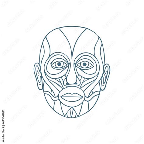 Head muscular system anatomy hand drawn vector illustration. Human face ...