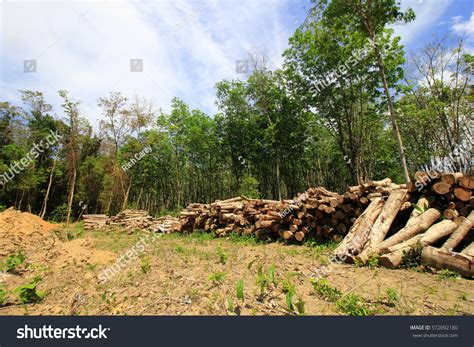 Deforestation Logging Rain Forest Stock Photo (Edit Now) 572092180