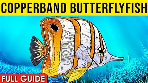 Copperband Butterflyfish Info And Care | Beaked Coral Fish Care Guide ...